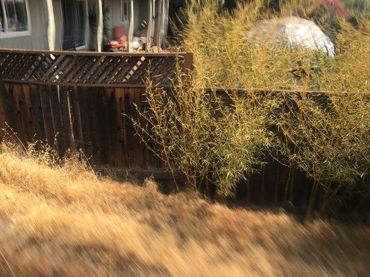 The neighbor's weeds on his side of the property line though on my side of his fence