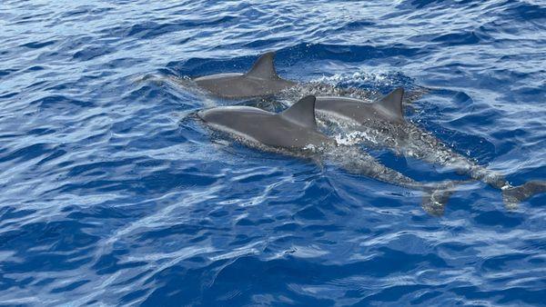 Spinner Dolphins swimming alongside the raft.