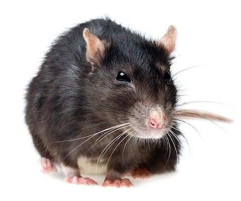 Rodents love it invade your homes during the Fall and Winter months.