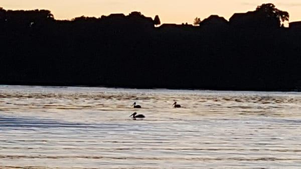 Pelicans at the end of the day