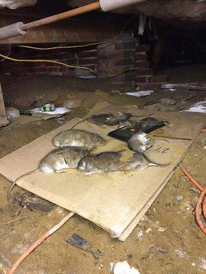 Rats in crawl space of home