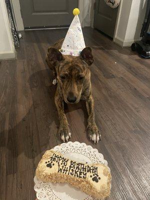 My dog loved his cake!