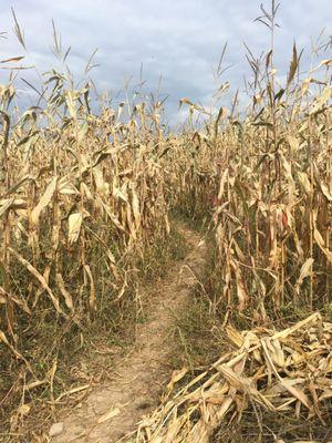 Finally got out of the corn maze