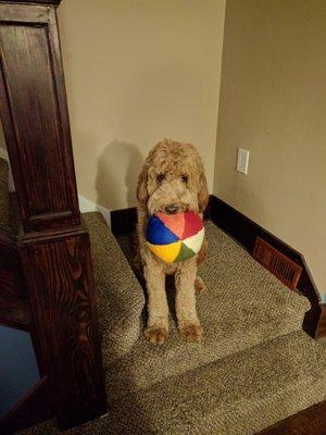 Moose with his new beach ball thanks to Local Pet