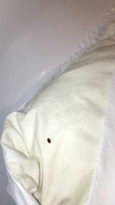 BED BUGS!!! ALERT BED BUGS