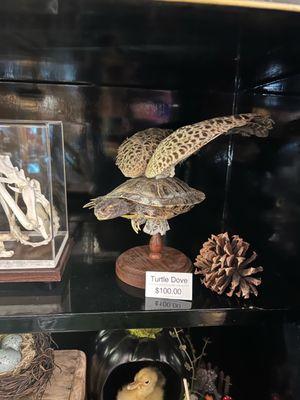 Dry turtle specimen with two wings attached: a turtle dove