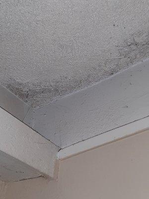 Moldy ceiling