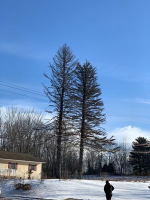 Two big pines