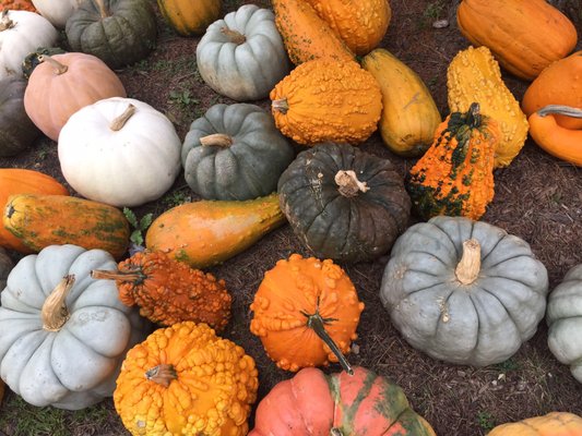 Beautiful gourd selection