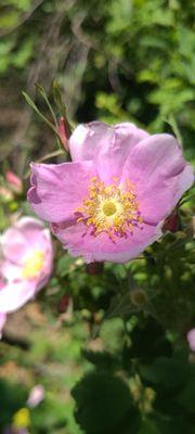 Wild rose on the trail up to Krotona