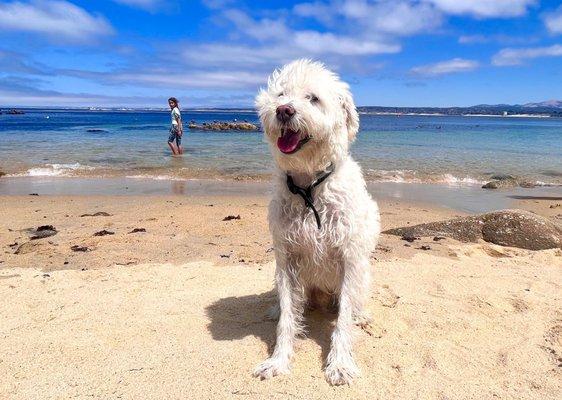 Buddy loves the beach.