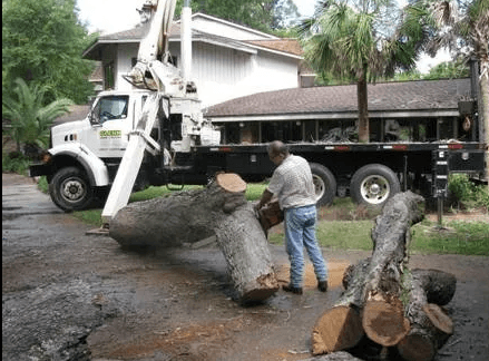 McClain's Tree Experts