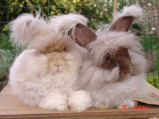 My bunnies...just to help bring a smile to your face today!