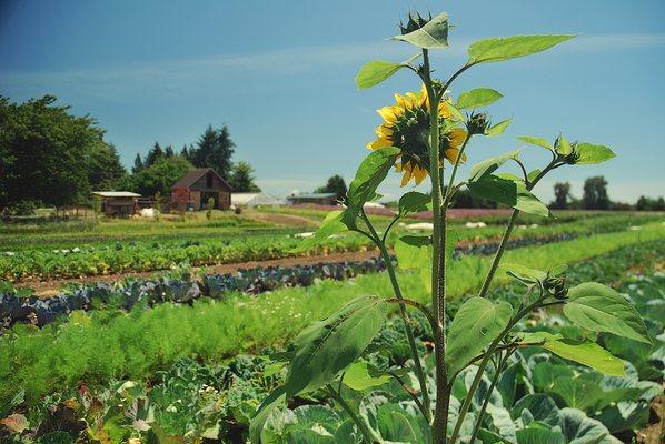 Camas Swale Farm