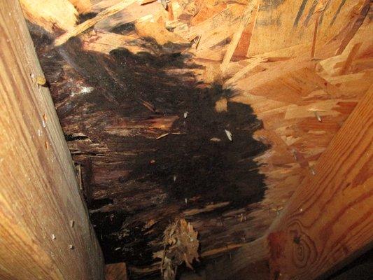 Mold Inspection | Mold Found in Attic