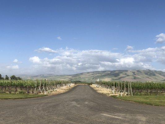 View of the vineyards in front of the winery.