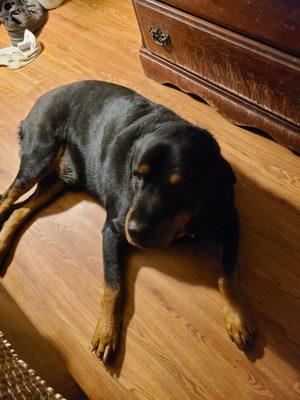 Jake the Rottweiler was dumped off near Magnolia Tx And now has a loving forever home, and is a giant loving teddy  bear.