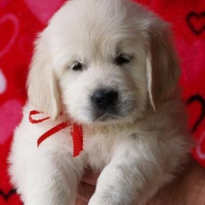 Happy Valentine's Day from White Diamond Goldens