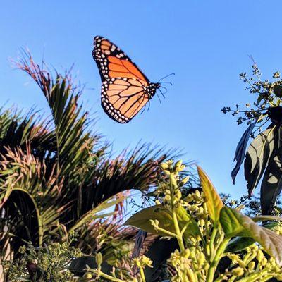 Uprooted Pest Control lets me keep butterflies while getting rid of all the pests.