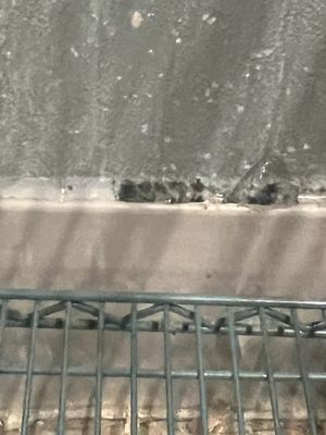 Mold along the base board in meat storage