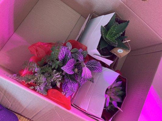 Awesome plant packaging