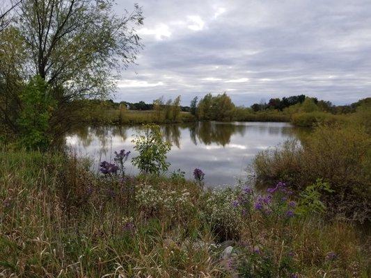 Wetland Pond