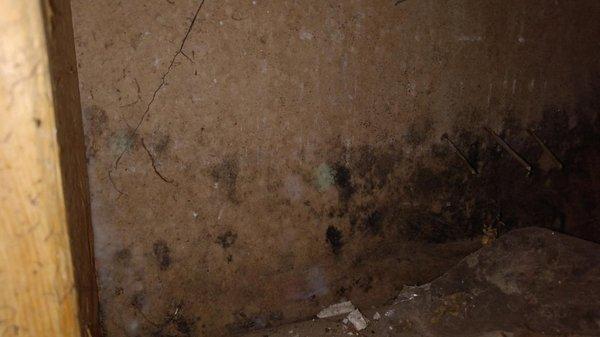 More mold found in the basement of a client's home