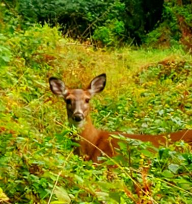 Hello deer, I see beautiful you! - (10/3/2021)