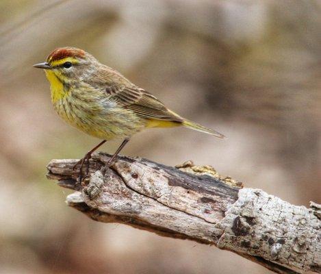 Warblers at Robert H Long this week!