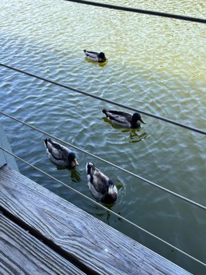 Lunch with some very cute guests!