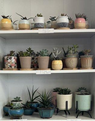 Succulents!