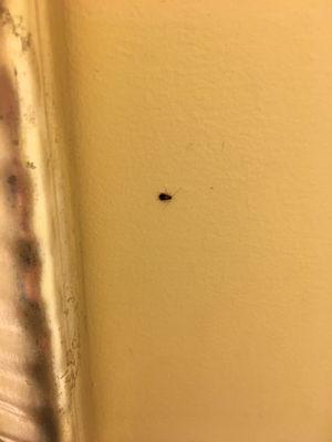 One of the many bugs in our bathroom