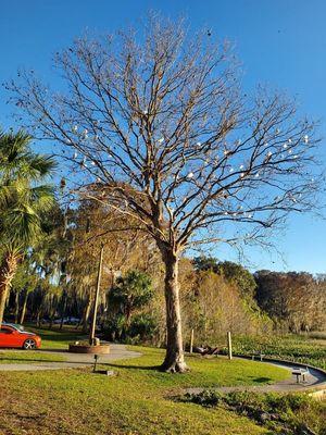 Tons of birds on 1 tree