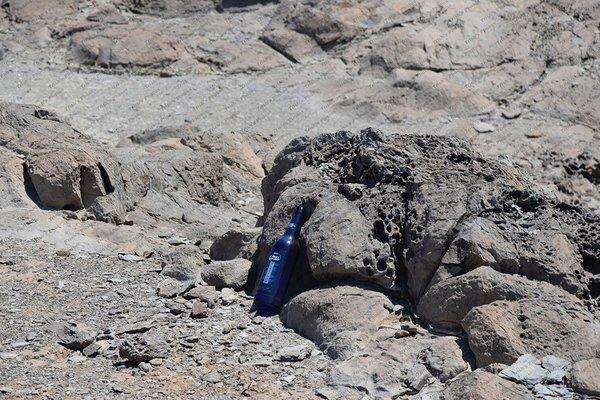 Turtles play with sand crabs