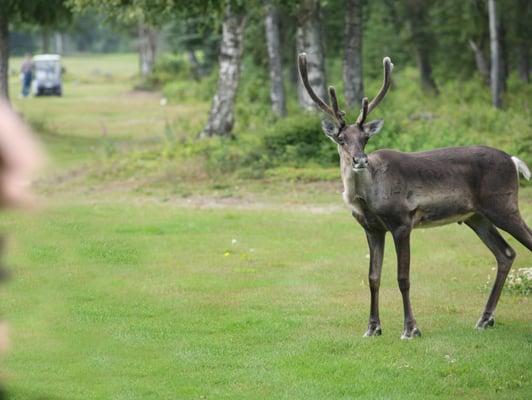 Caribou play through!