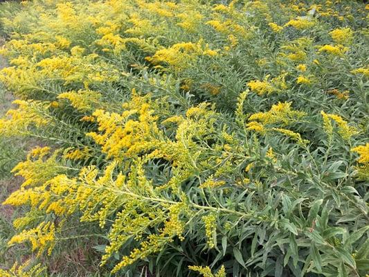 Closer view of some pretty yellow Wildflowers.