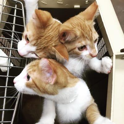 Three kittens looking for their forever home.