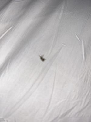 One of the bugs in the bed.