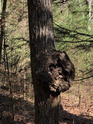 This tree had rocks inside this round part