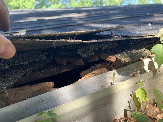 Inspecting for dry rot underneath roof shingles.