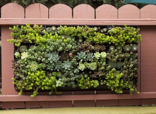 Living succulent wall