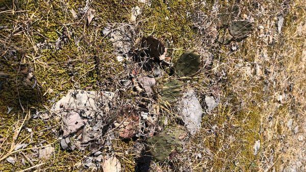 cactus on the BGT