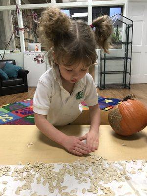 CGS Preschool explores pumpkins