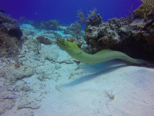 All from are trip to Cozumel with Dive to survive scuba