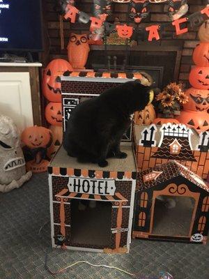 My cats love Halloween too