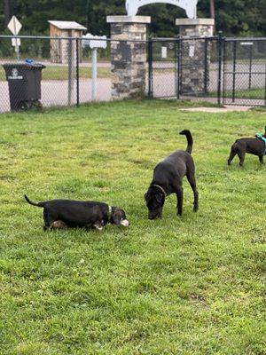 Lakeland Area Dog Park