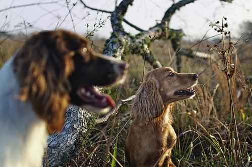 Shelmar Kennels