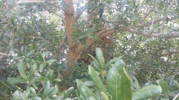 Hornet nest in small oak tree.