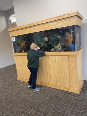 Fish tank the kids love