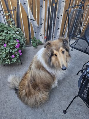 Cute collie on the patio. You have to tie your sweeties up to prevent fights.